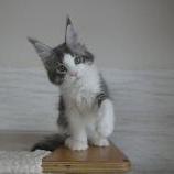 Mačiatka maine coon, vrh