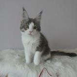 Mačiatka maine coon, vrh