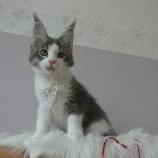 Mačiatka maine coon, vrh