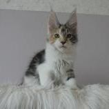 Mačiatka maine coon, vrh