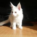Mačiatka maine coon, vrh