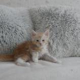 Mačiatka maine coon, vrh