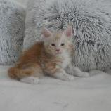 Mačiatka maine coon, vrh