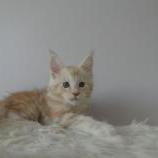 Mačiatka maine coon, vrh