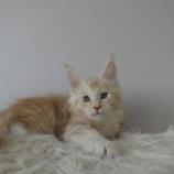 Mačiatka maine coon, vrh