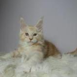 Mačiatka maine coon, vrh