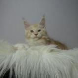 Mačiatka maine coon, vrh
