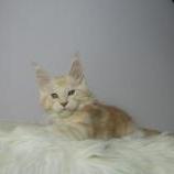 Mačiatka maine coon, vrh