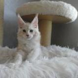 Mačiatka maine coon, vrh