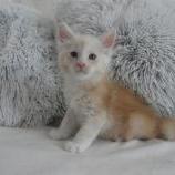 Mačiatka maine coon, vrh