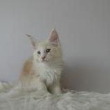 Mačiatka maine coon, vrh