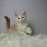 Mačiatka maine coon, vrh