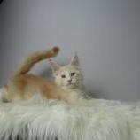 Mačiatka maine coon, vrh
