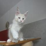 Mačiatka maine coon, vrh