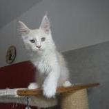 Mačiatka maine coon, vrh