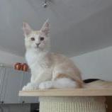 Mačiatka maine coon, vrh