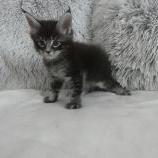 Mačiatka maine coon, vrh