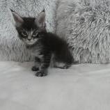 Mačiatka maine coon, vrh