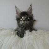 Mačiatka maine coon, vrh