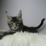 Mačiatka maine coon, vrh
