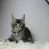Mačiatka maine coon, vrh