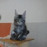Mačiatka maine coon, vrh