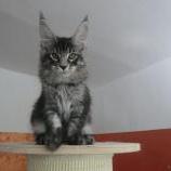 Mačiatka maine coon, vrh