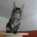 Mačiatka maine coon, vrh