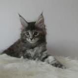 Mačiatka maine coon, vrh