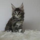 Mačiatka maine coon, vrh