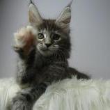 Mačiatka maine coon, vrh