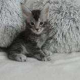 Mačiatka maine coon, vrh