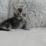 Mačiatka maine coon, vrh