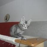 Mačiatka maine coon, vrh