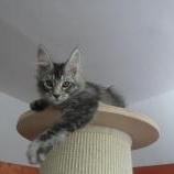 Mačiatka maine coon, vrh