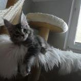 Mačiatka maine coon, vrh