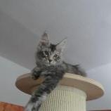 Mačiatka maine coon, vrh