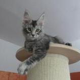 Mačiatka maine coon, vrh