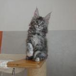 Mačiatka maine coon, vrh