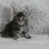 Mačiatka maine coon, vrh