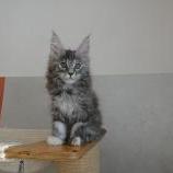 Mačiatka maine coon, vrh