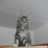 Mačiatka maine coon, vrh