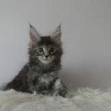Mačiatka maine coon, vrh