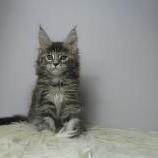 Mačiatka maine coon, vrh