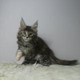 Mačiatka maine coon, vrh