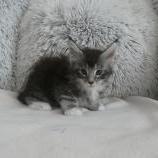 Mačiatka maine coon, vrh