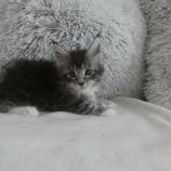 Mačiatka maine coon, vrh
