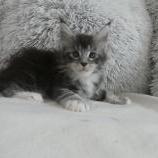 Mačiatka maine coon, vrh