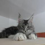 Mačiatka maine coon, vrh