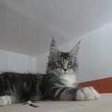 Mačiatka maine coon, vrh